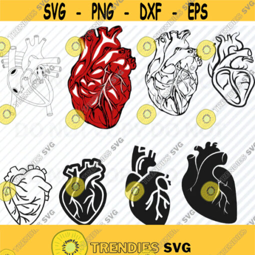 Anatomical Heart Bundle SVG Files For Cricut Cardiology svg Clipart Anatomy silhouette Files SVG Image Eps Png Dxf Stencil Clip Art Design 567