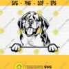 Bernese Mountain SVG Bernese Pet Lover Svg Dog Lover Pet Paw Digital Download Portrait Cricut Clipart Pet Lover SvgDesign 832
