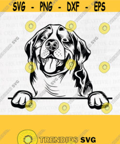 Bernese Mountain SVG Bernese Pet Lover Svg Dog Lover Pet Paw Digital Download Portrait Cricut Clipart Pet Lover SvgDesign 832