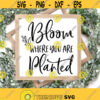 Bloom Where You are Planted Svg Png Dxf Files for Silhouette Cameo and Cricut Spring Phrase Quote Svg Spring Sign Svg Spring Decor Svg Design 301