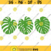 Bundle Monstera svg. Monstera SVG. Monstera Symbol. Leaf Monstera. Monstera Vector. Monstera Templates. Monstera icon. Monstera PNG. EPS.