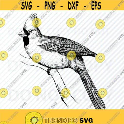 Cardinal SVG Files Cardinal Vector Image Clipart Birds SVG File For Cricut Cardinal Silhouette Eps Bird Dxf Clip Art Cardinal png Design 734