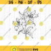 Daffodil svg March birth flower svg Narcissus silhouette Birth month flower svg Design 242 .jpg