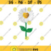 Daisy flower clipart Daisy flower PNG file. Daisy flower with transparent background