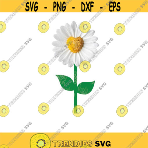 Daisy flower clipart Daisy flower PNG file. Daisy flower with transparent background