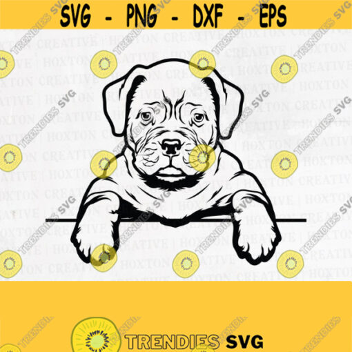 French Mastiff Svg Peeking Dog Smiling Puppy Paws Pedigree Bloodline Pet Breed K 9 Canine Foxhound LogoDesign 398