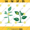 Money Tree Plant Cuttable Design SVG PNG DXF eps Designs Cameo File Silhouette Design 1649