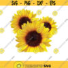 Sunflower png sunflower clipart Three Sunflowers PNG Sunflower Clipart Sunflower png Sunflower Clip art sunflower sublimation png file