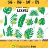 Tropical Leaves SVGJungle leaves SvgTropical Leaves Clipart PNG DXF Circut cutting files Vector Monstera Palm BranchLeaf svg Silhouette